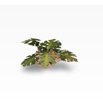 Gamers Grass Monstera - Laser Plants - Gamers Grass
