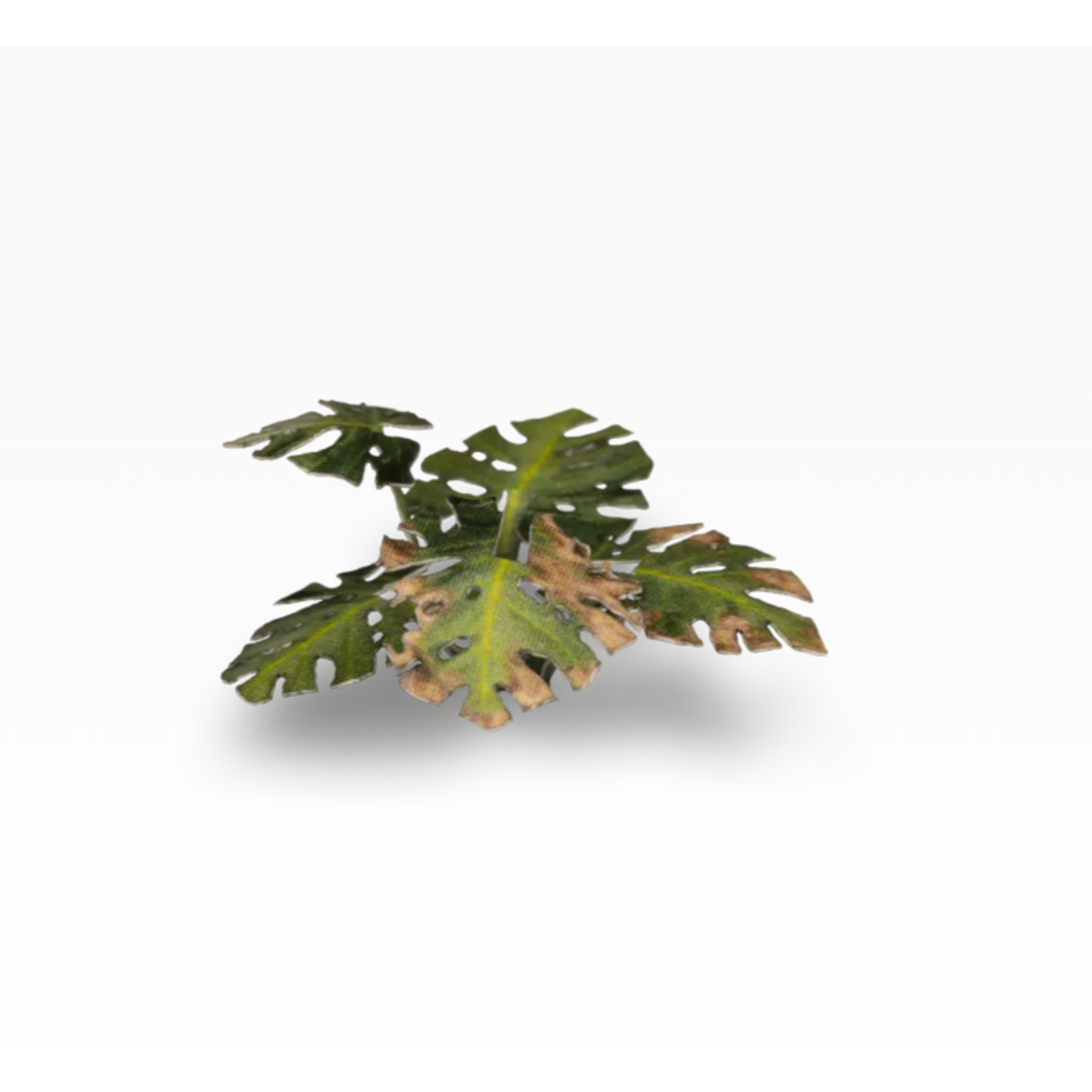 Gamers Grass Monstera - Laser Plants - Gamers Grass