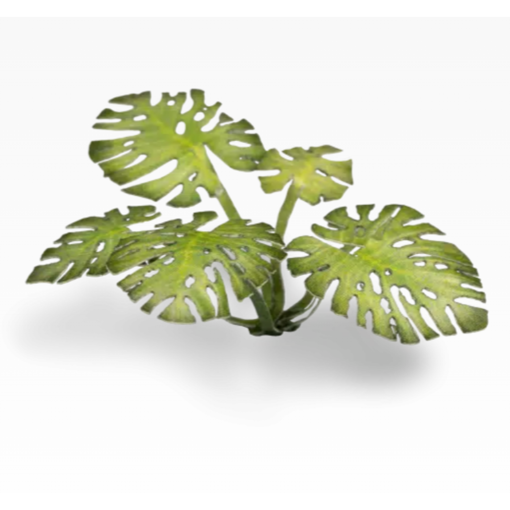 Gamers Grass Monstera - Laser Plants - Gamers Grass