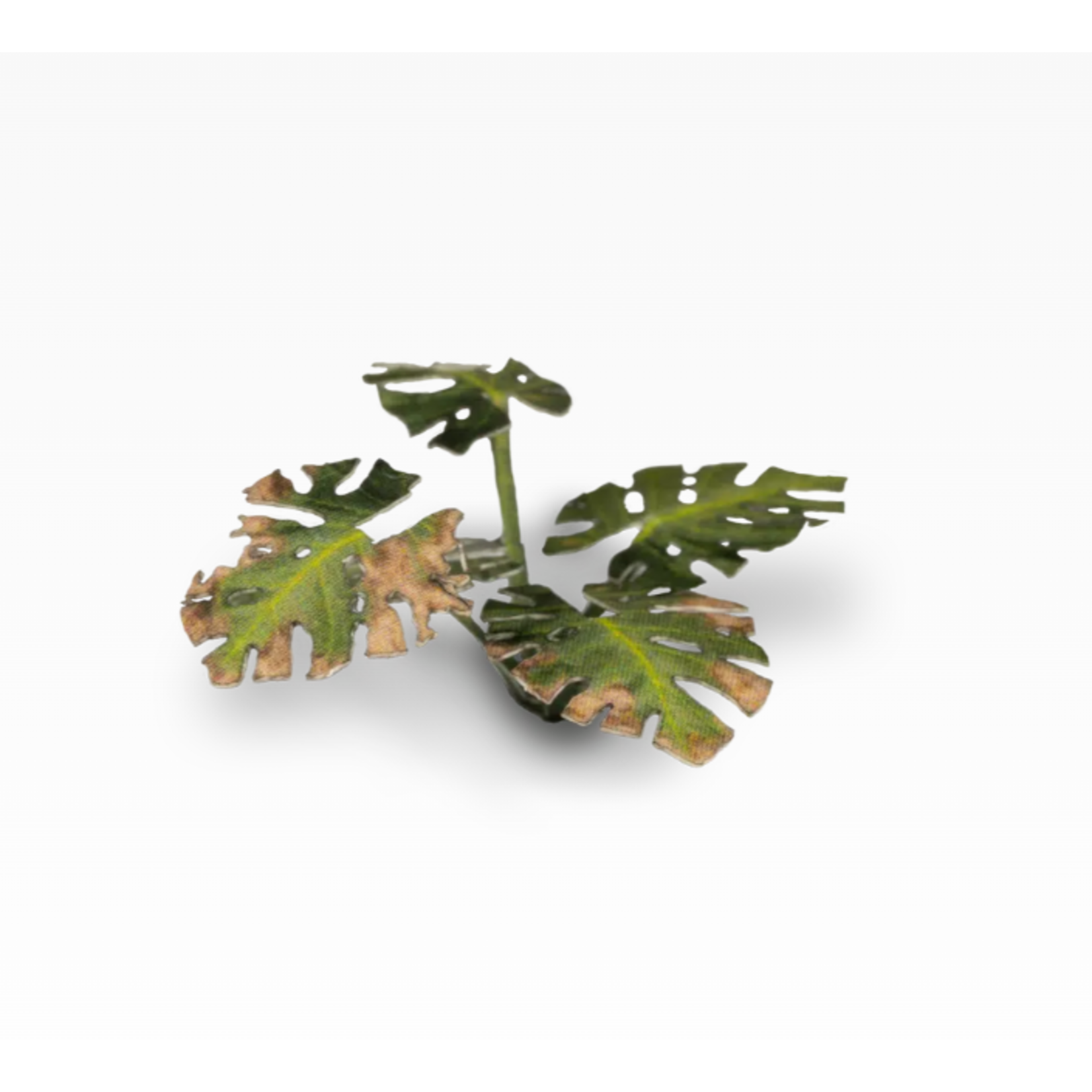 Gamers Grass Monstera - Laser Plants - Gamers Grass