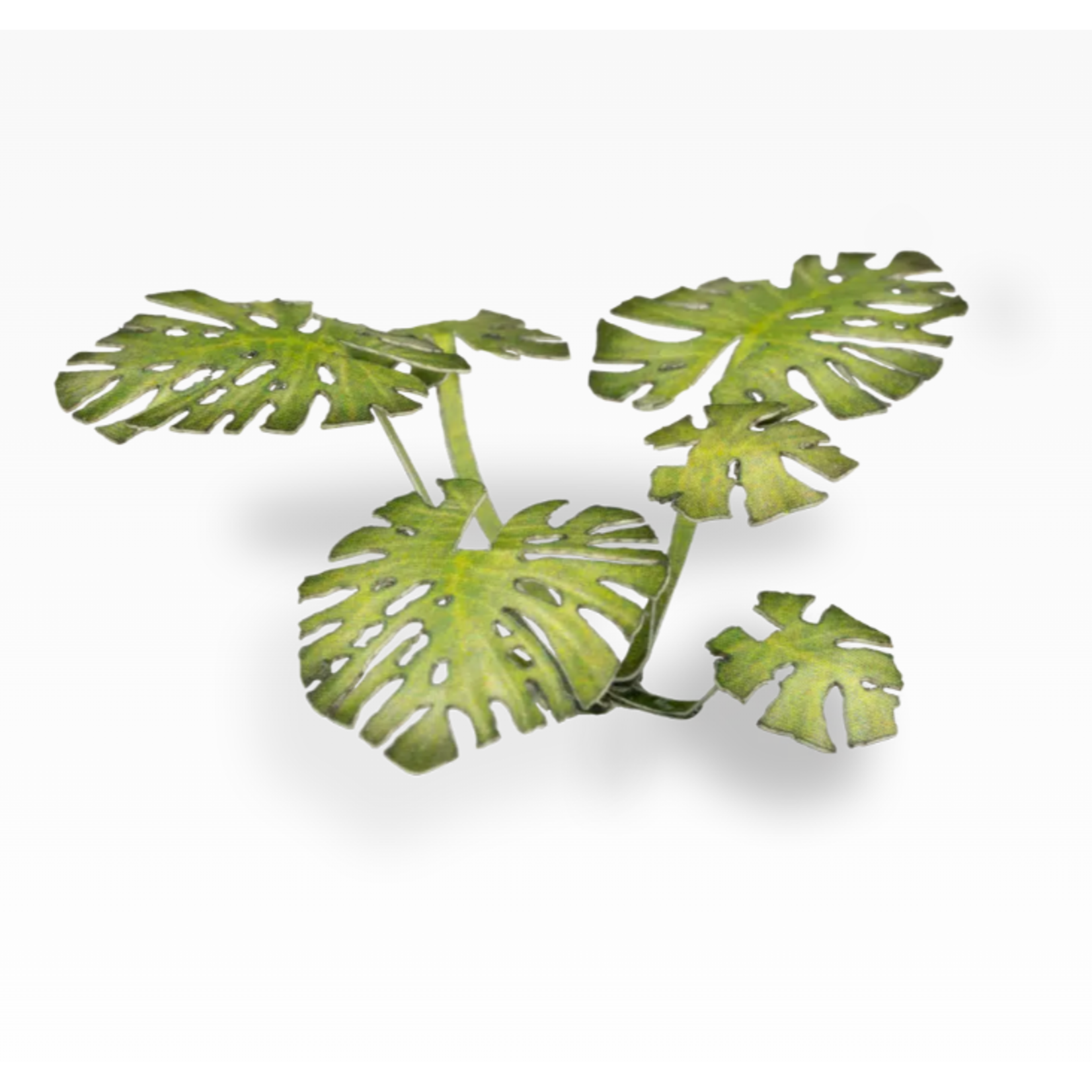 Gamers Grass Monstera - Laser Plants - Gamers Grass