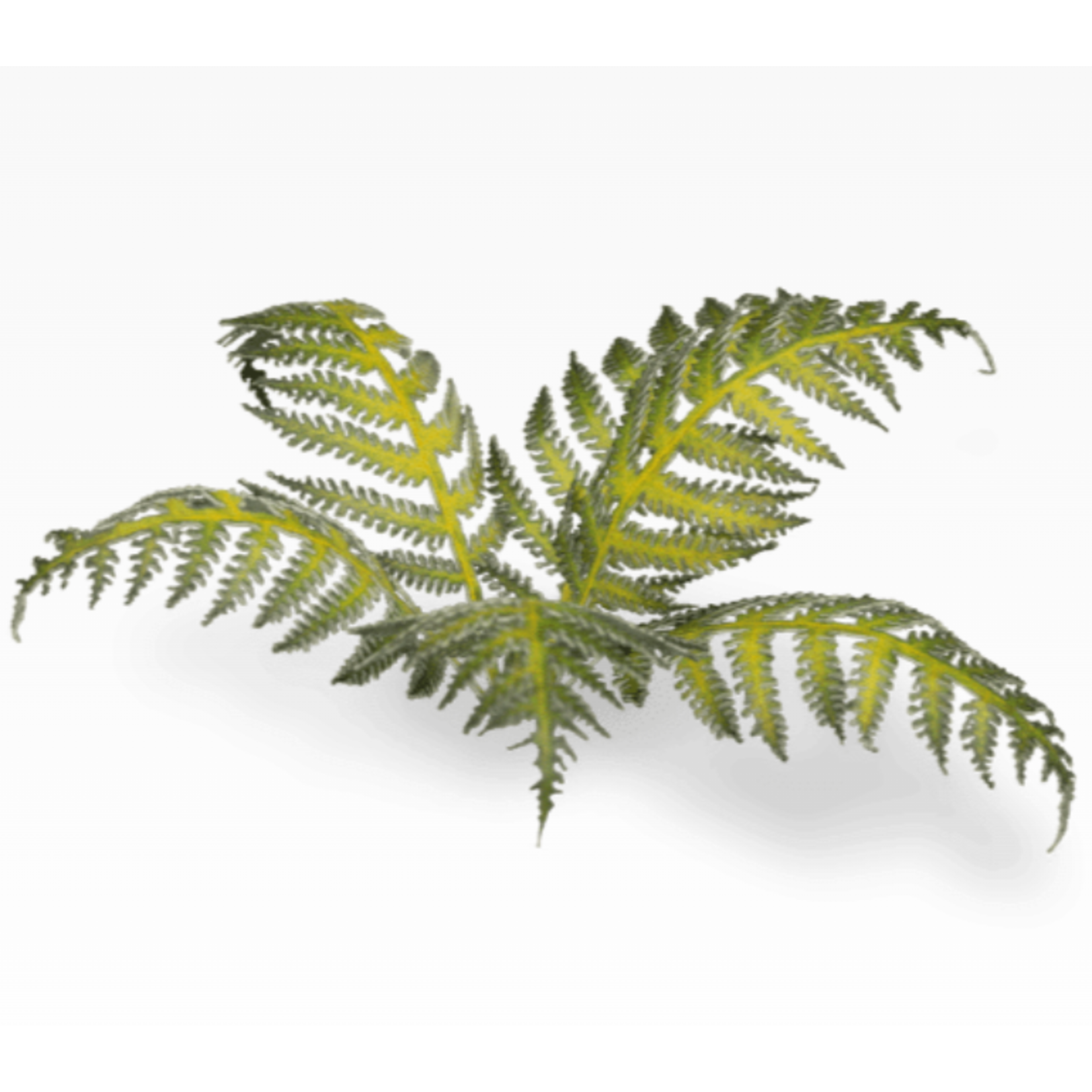 Gamers Grass Bracken - Laser Plants - Gamers Grass