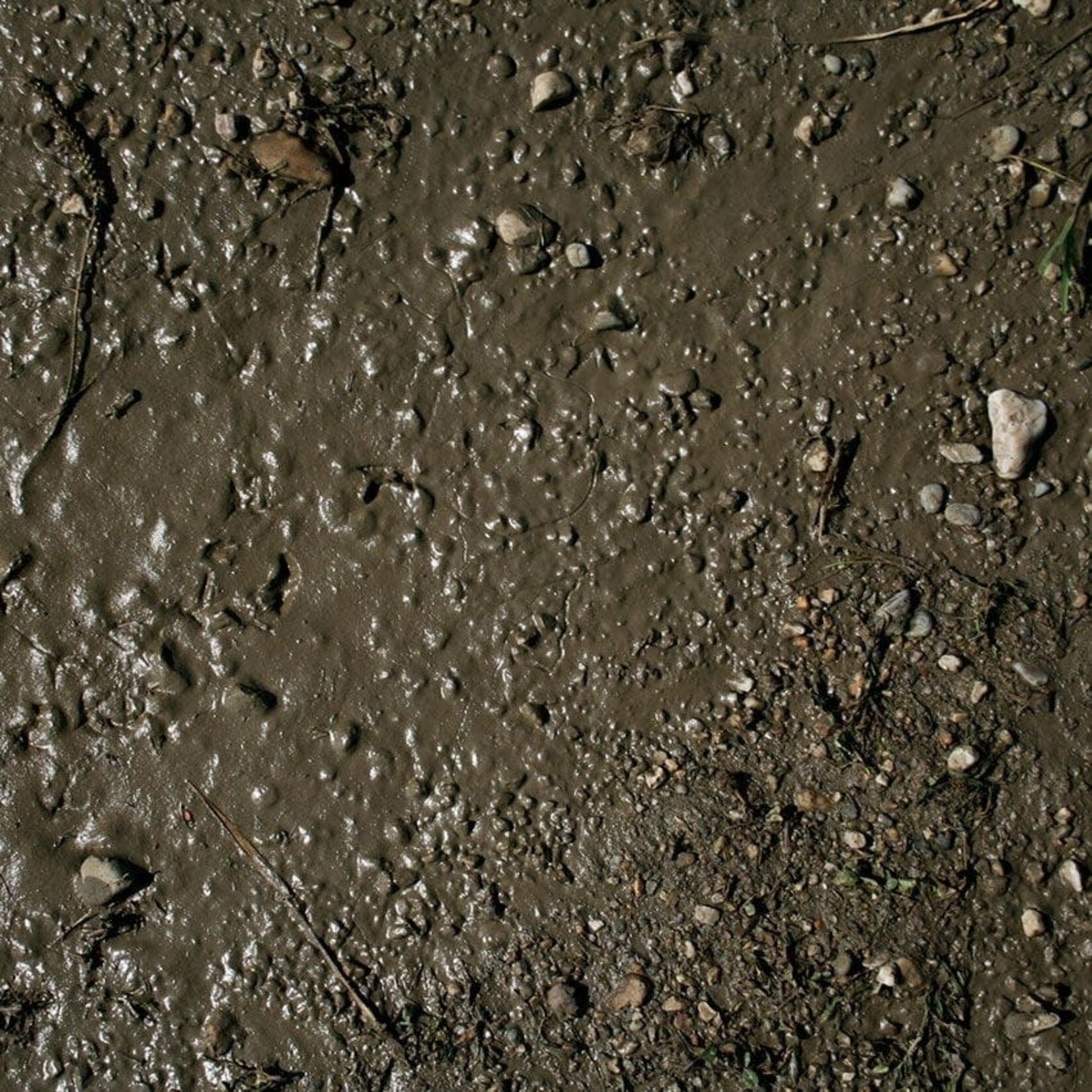 Terrains Wet Ground 250 ml - AK Interactive