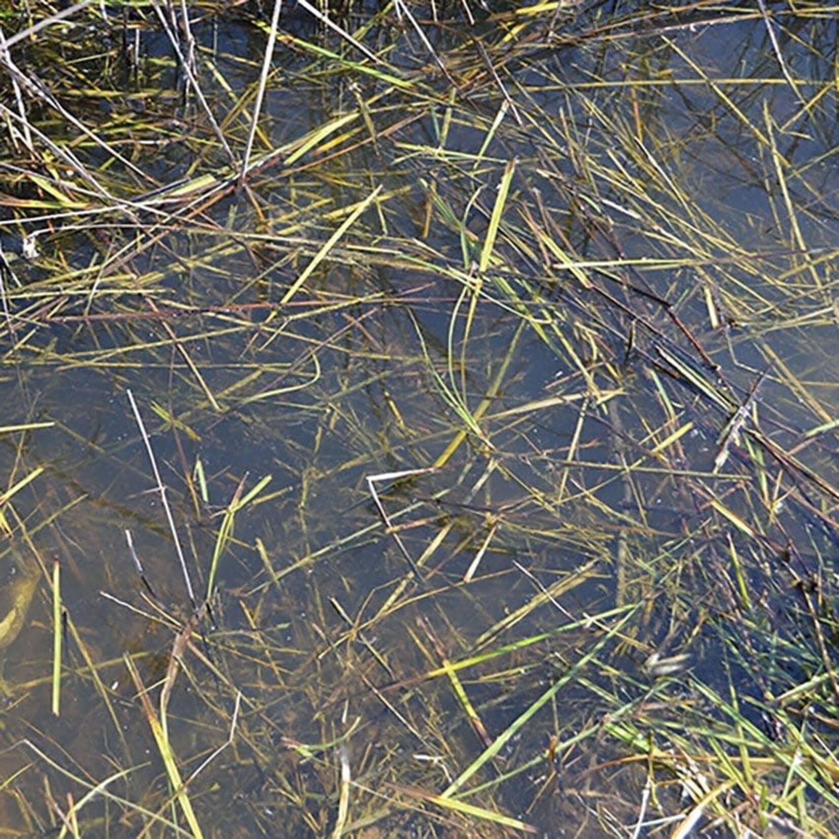 Still Water - 250ml (Acrylic) - AK Interactive