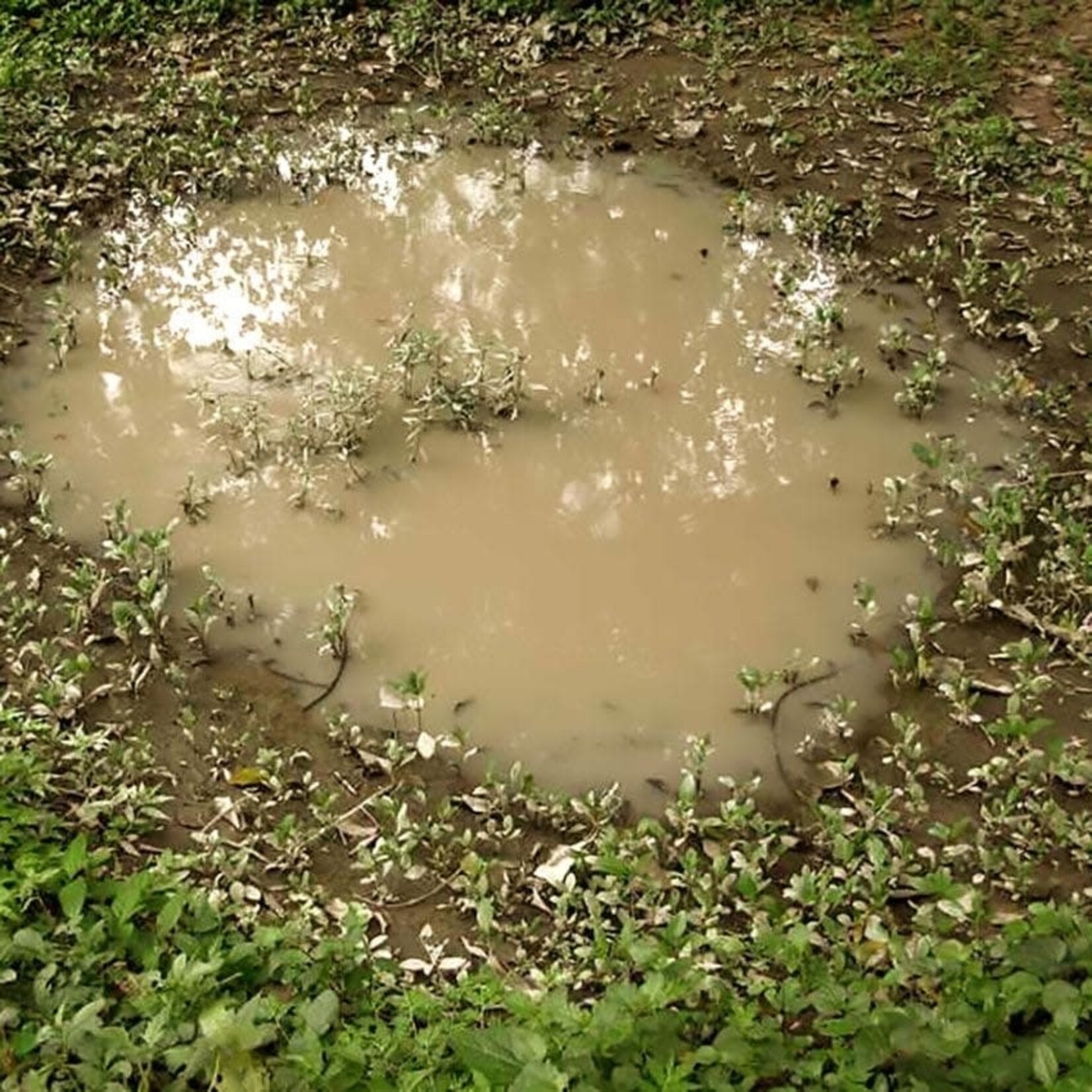 Puddles - AK Interactive