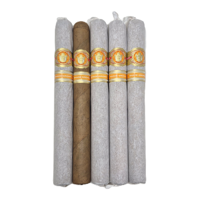 El Rey Del Mundo Shade Churchill 48 x 7