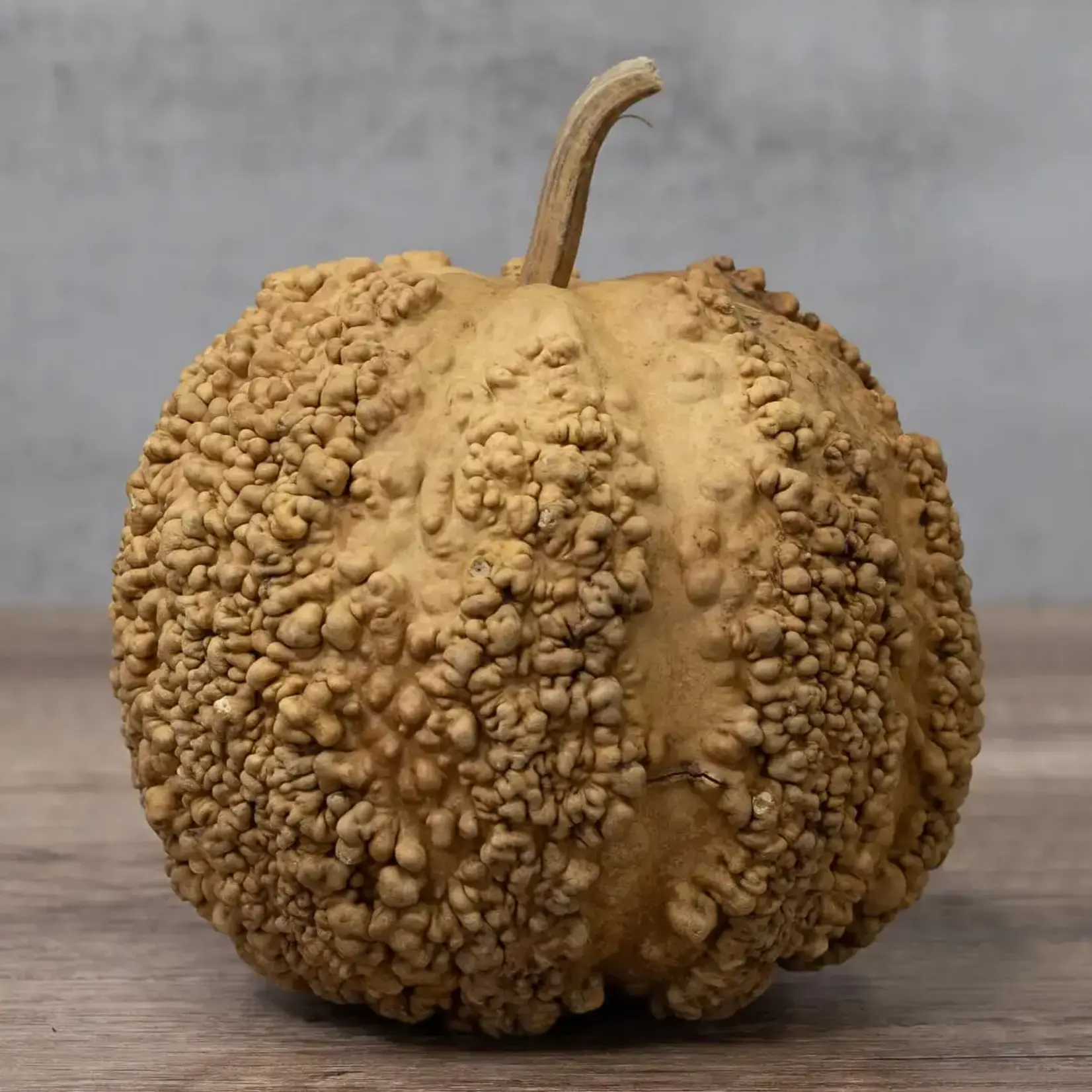 MB Gourds Warty Decorative Gourd
