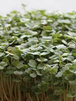 Green Organix Arugula- Slow Bolt- 1 Lb