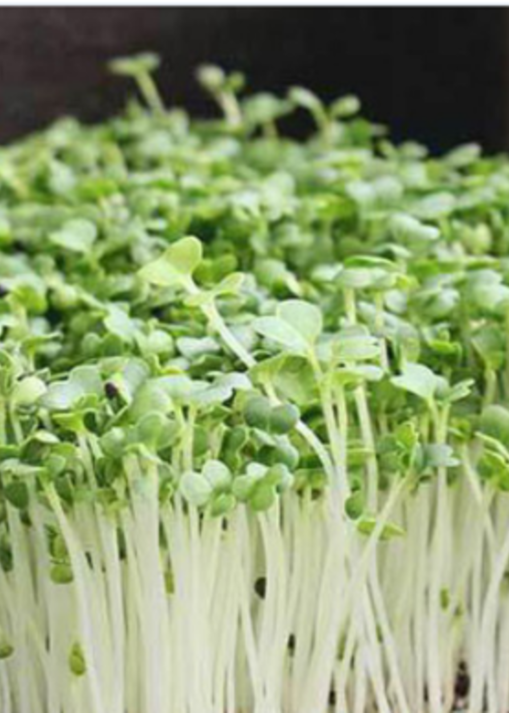 Green Organix Pak Choi- White Stem 1 Lb