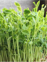 Green Organix Peas- Dunn- 1 Lb