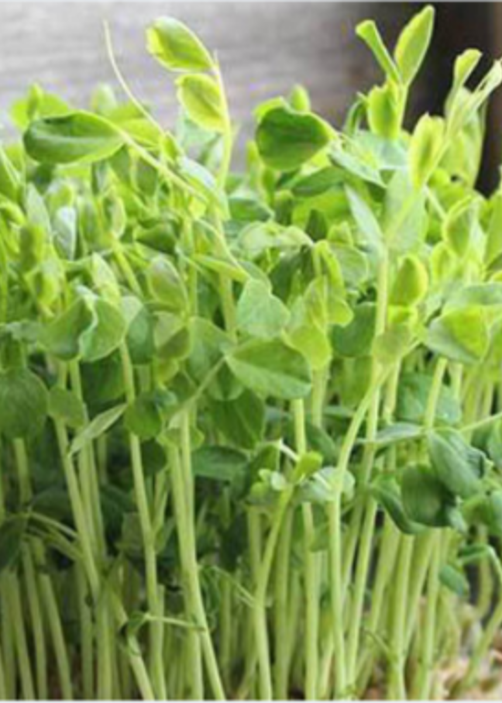 Green Organix Peas- Dunn- 1 Lb