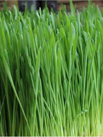 Green Organix Wheatgrass- 1 Lb