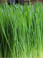 Green Organix Wheatgrass- 2 oz