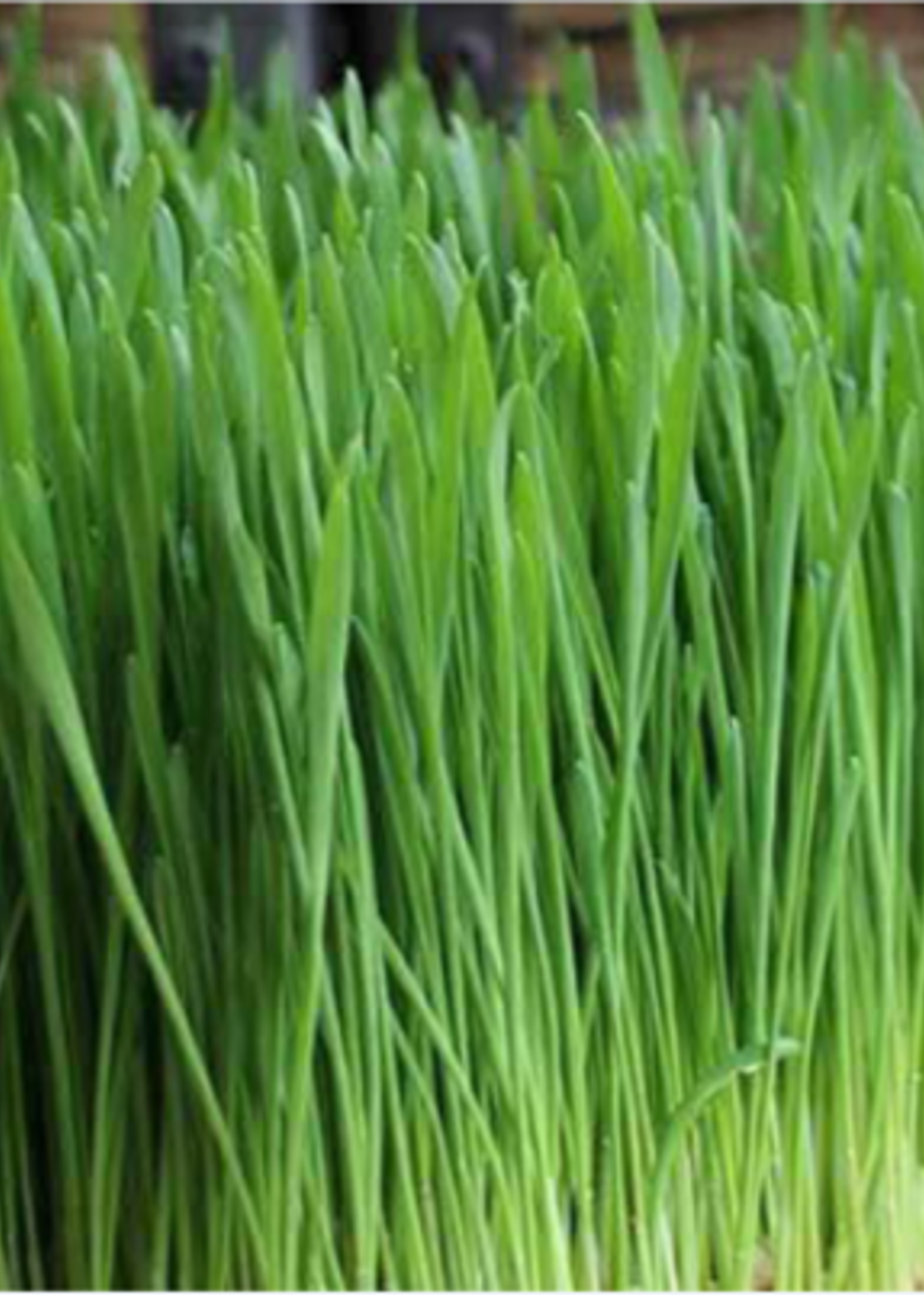 Green Organix Wheatgrass- 2 oz