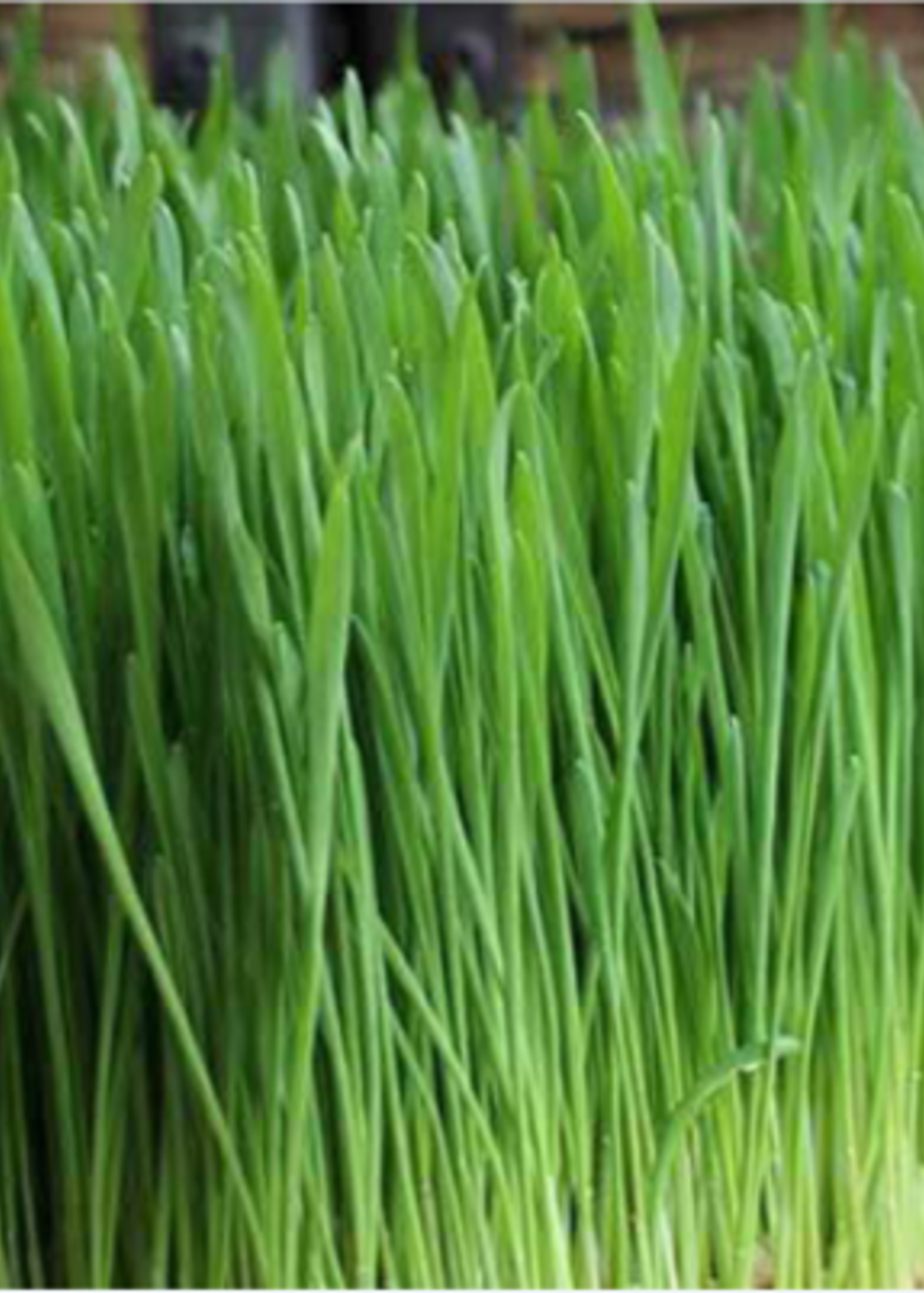 Green Organix Wheatgrass 4 oz