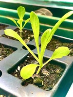 Green Organix Lettuce Seedlings- Butterhead and Romaine