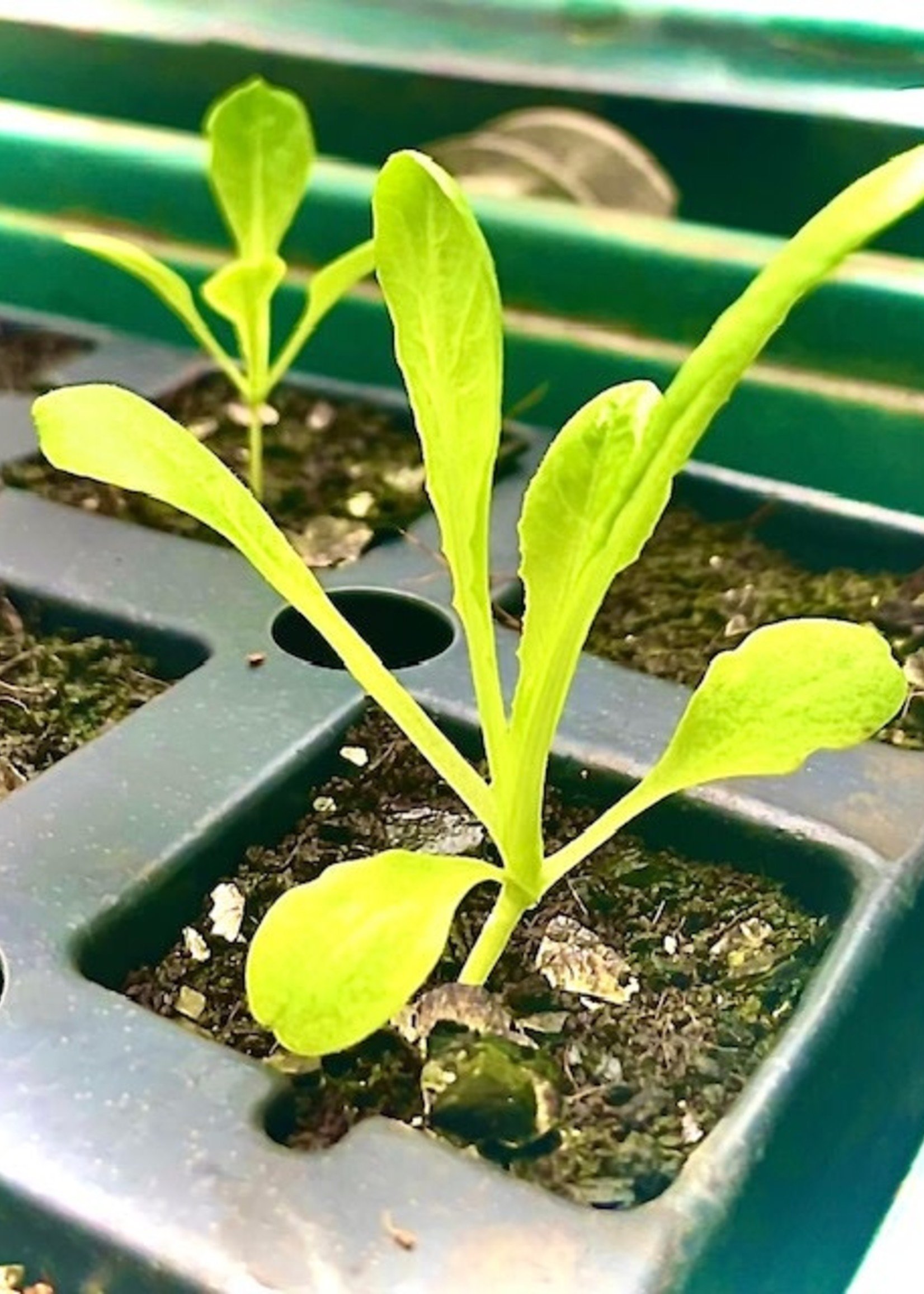 Green Organix Lettuce Seedlings- Butterhead and Romaine