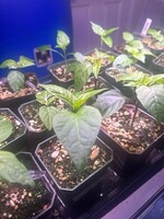 Green Organix Leopard Reaper-1.5M- 2M- SHU