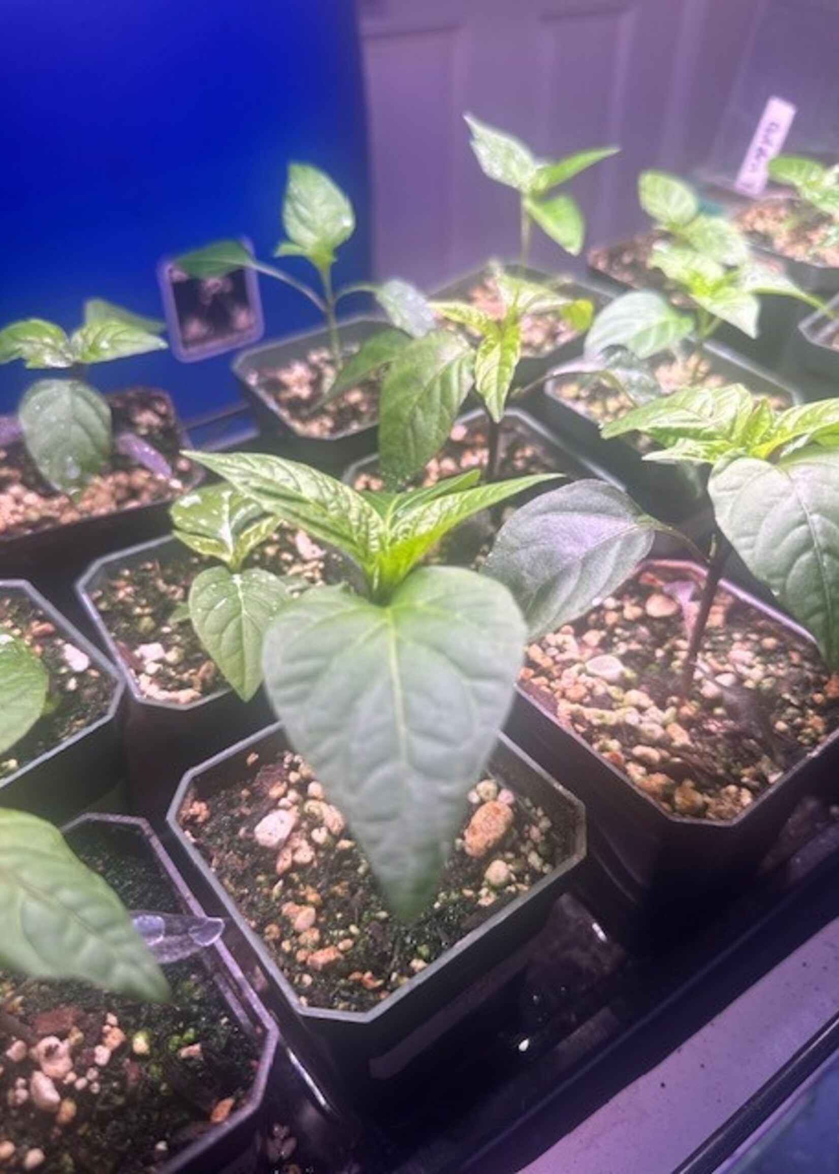 Green Organix 7 Pot Primo- Red- 1M- 1.2M- SHU