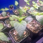 Peppers