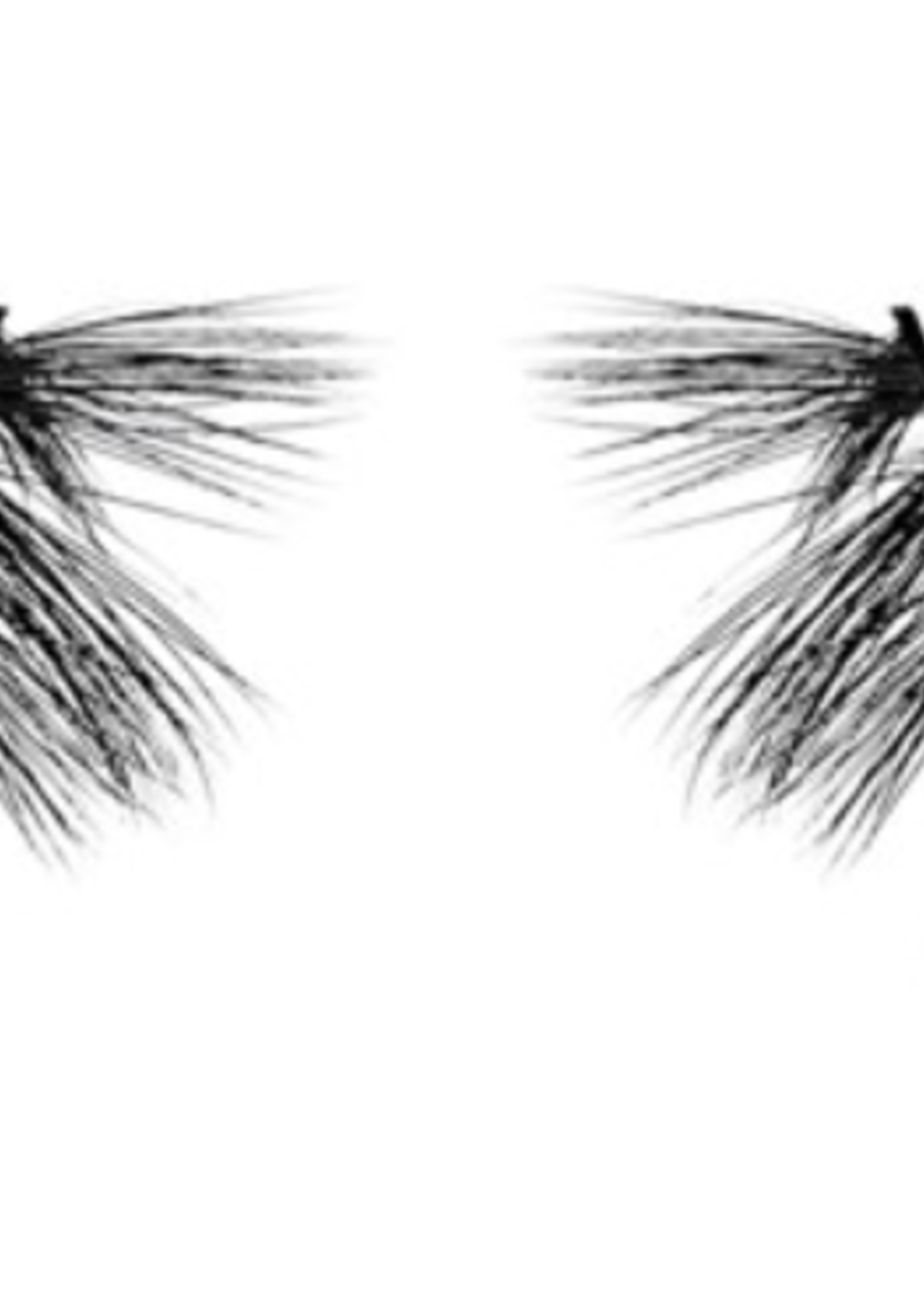 On The Daily Eyelashes