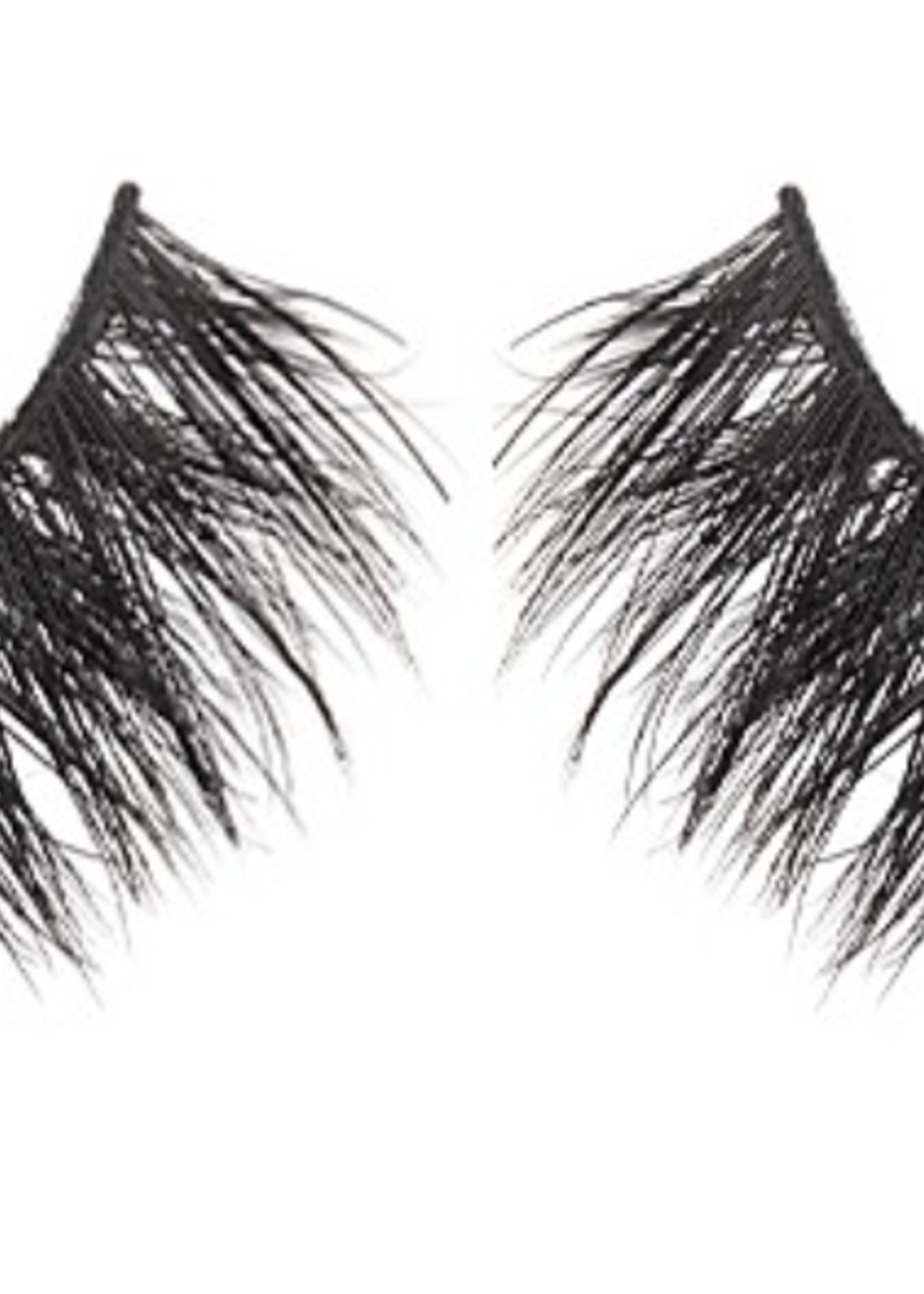 Exclusive Eyelashes