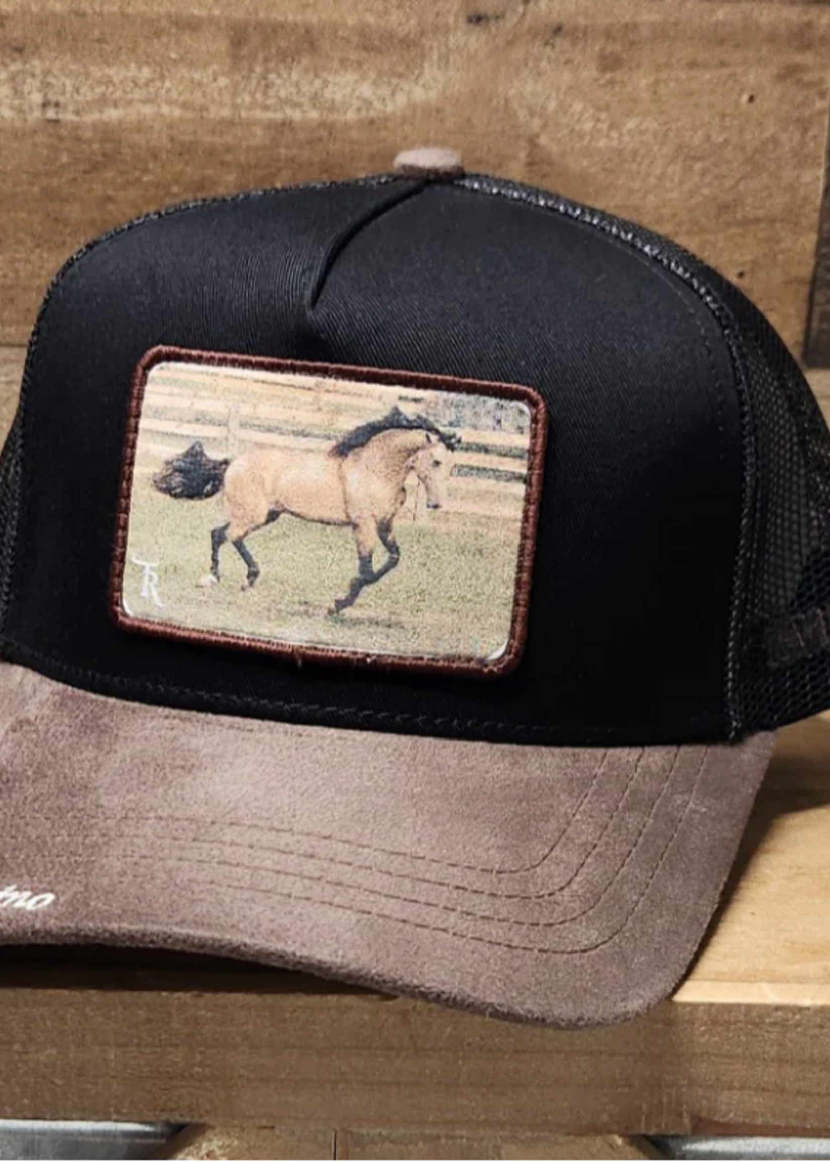 Campesino Apolo Horse