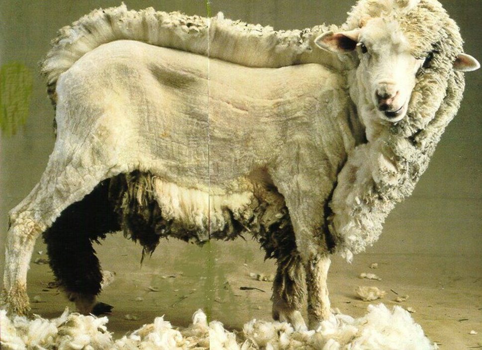 La laine mérinos : une alternative éthique et durable – Ankore