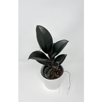 Ficus Decora Burgundy 4 Burgundy Rubber Plant Kent East Hill Nursery