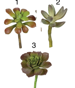 3-3.5" Succulent