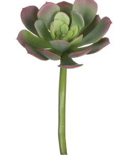 available at m. lynne designs 4.5" Succulent