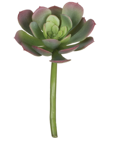 4.5" Succulent