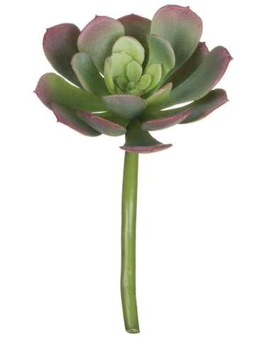 available at m. lynne designs 4.5" Succulent