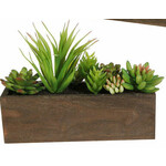 m. lynne designs assorted succulent box