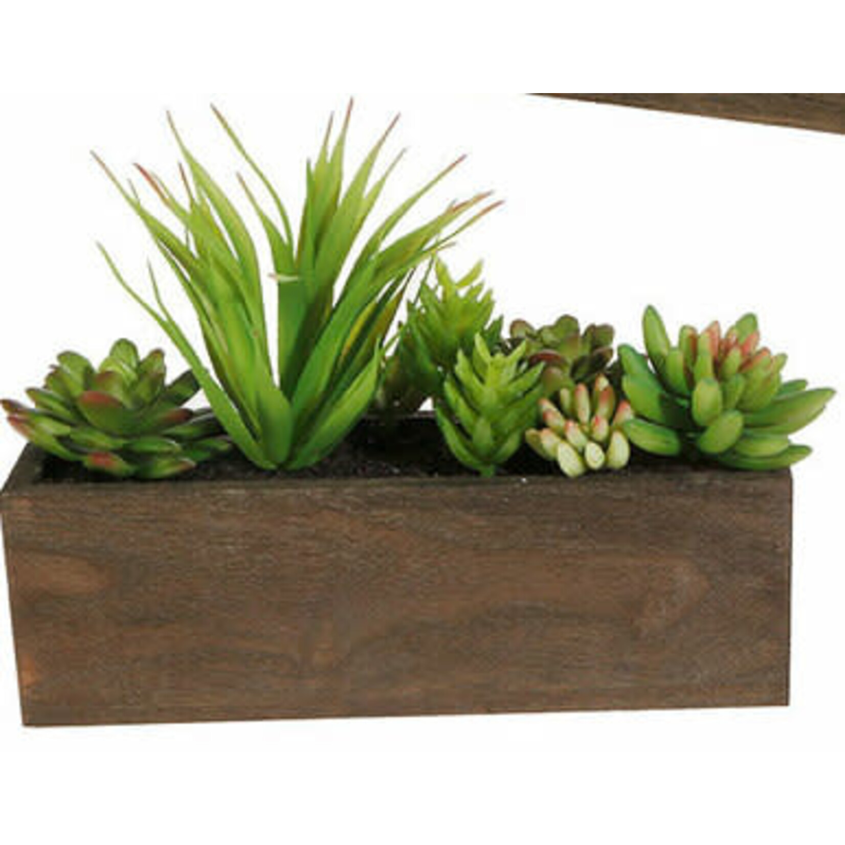m. lynne designs assorted succulent box