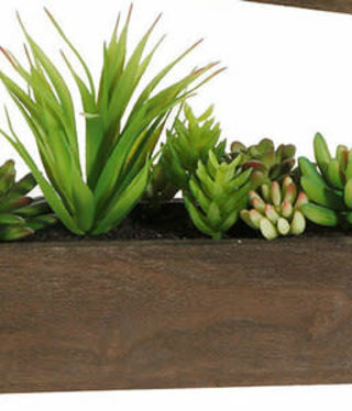 Assorted Succulent Box