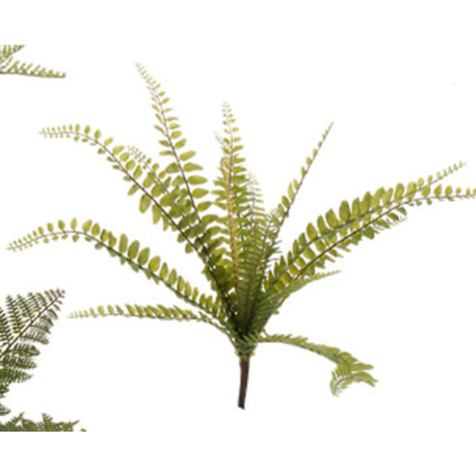 m. lynne designs fern bush style three