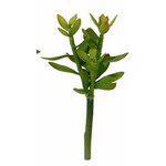 m. lynne designs small three stem succulent