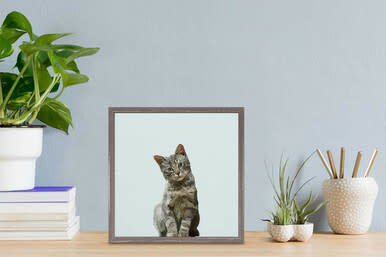 Quizzical Cat Framed Canvas