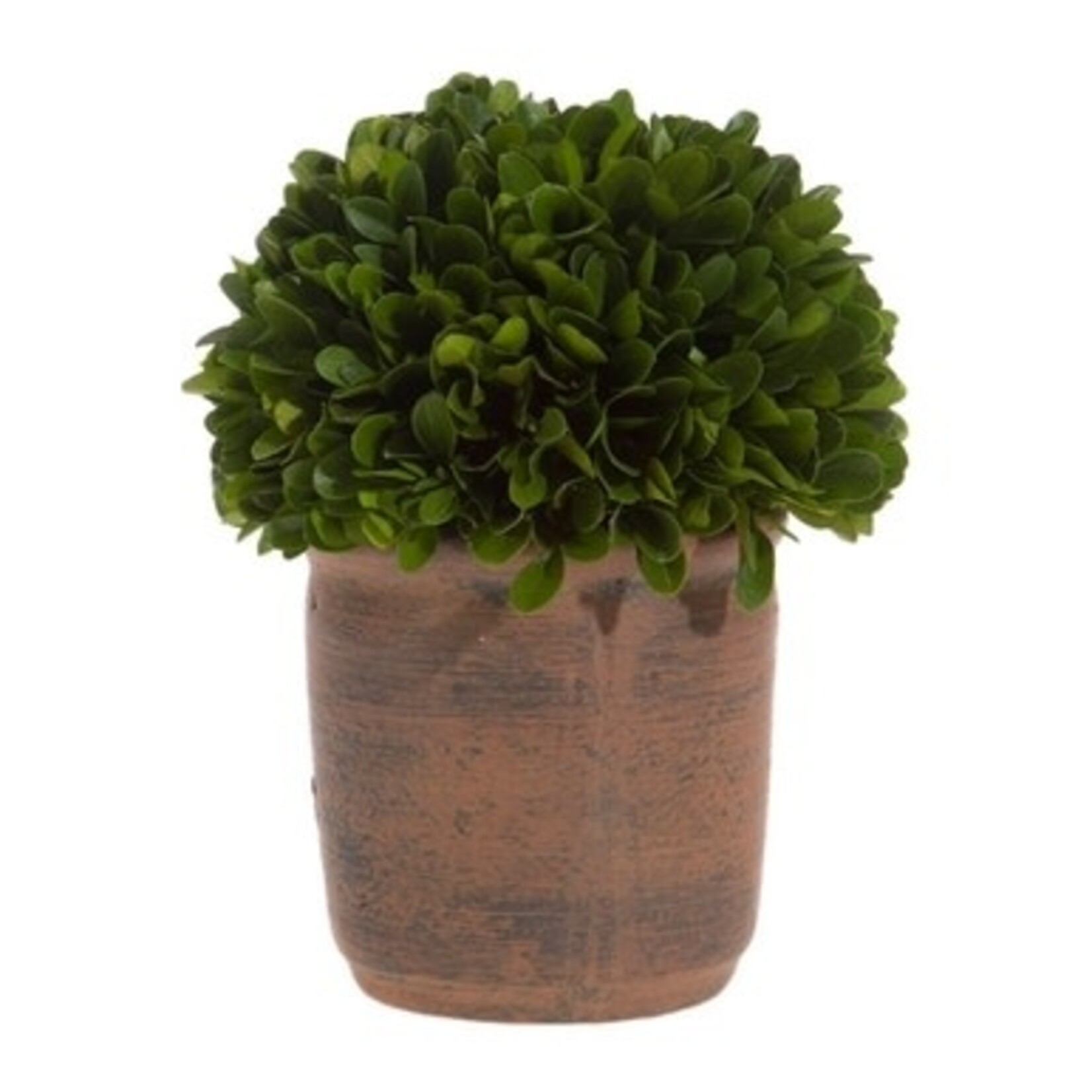 m. lynne designs boxwood ball in terracotta pot
