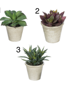 available at m. lynne designs 4"-5.5" Aloe Pot