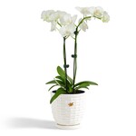 m. lynne designs bee skep planter with saucer