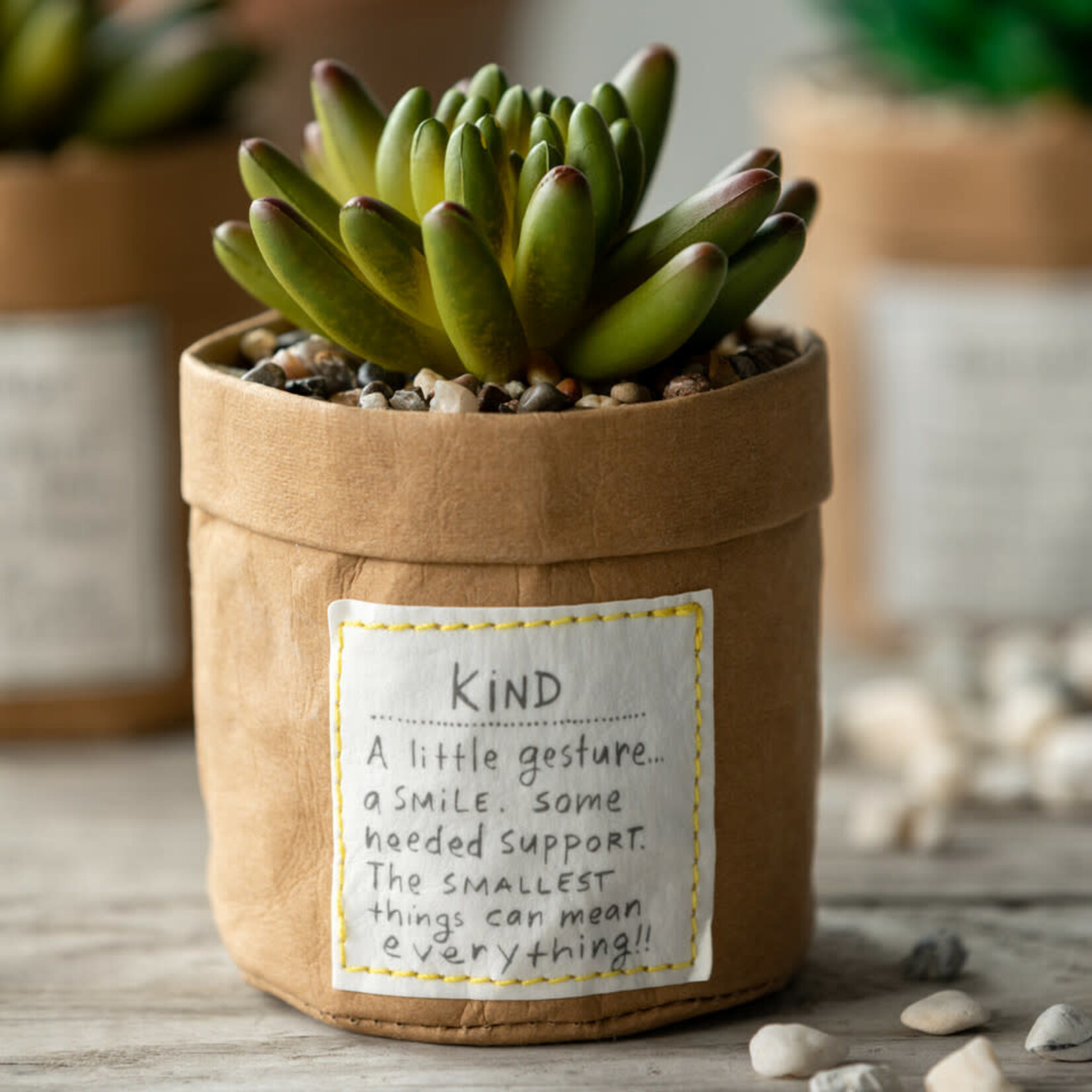 m. lynne designs kind plant succulent