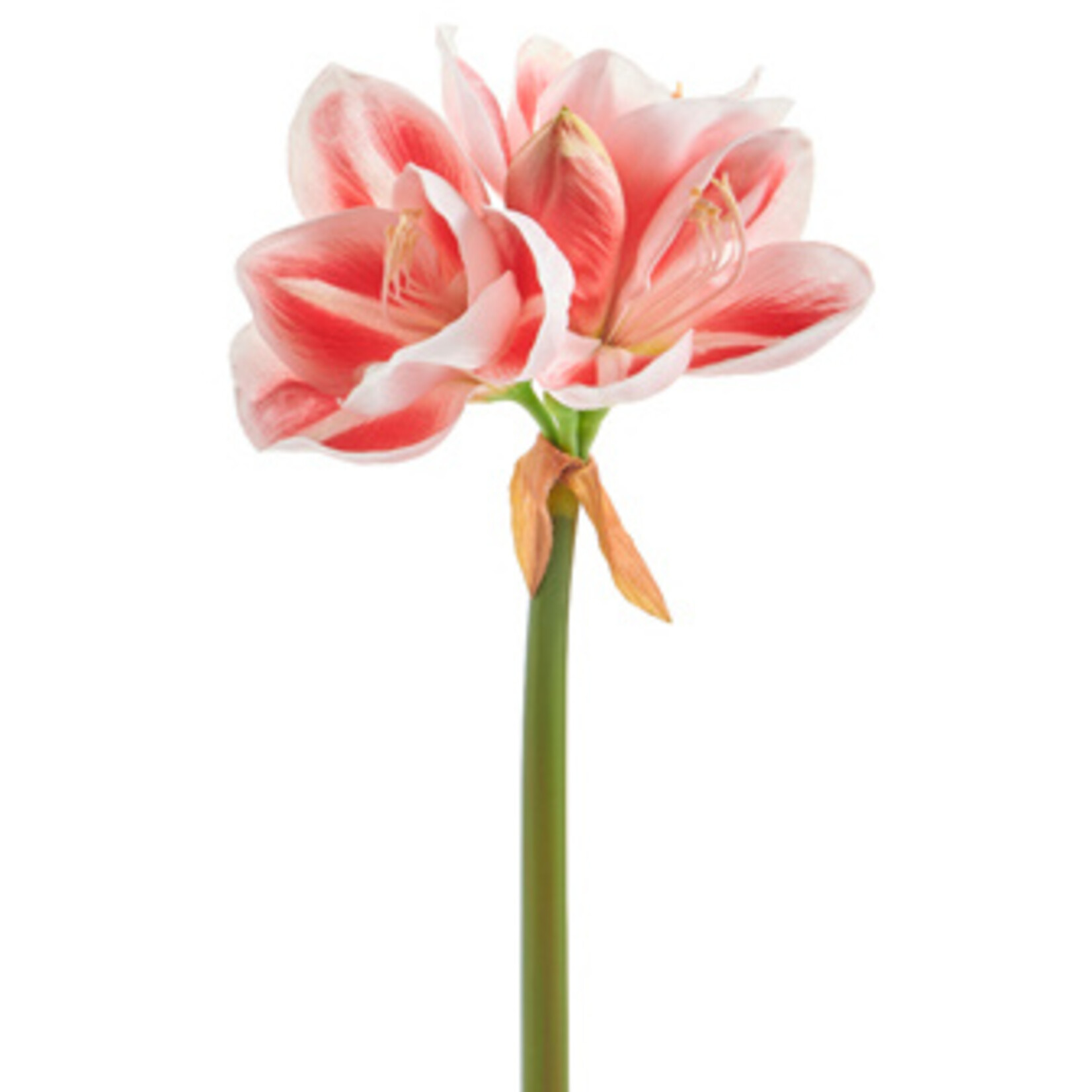 m. lynne designs real touch amaryllis stem