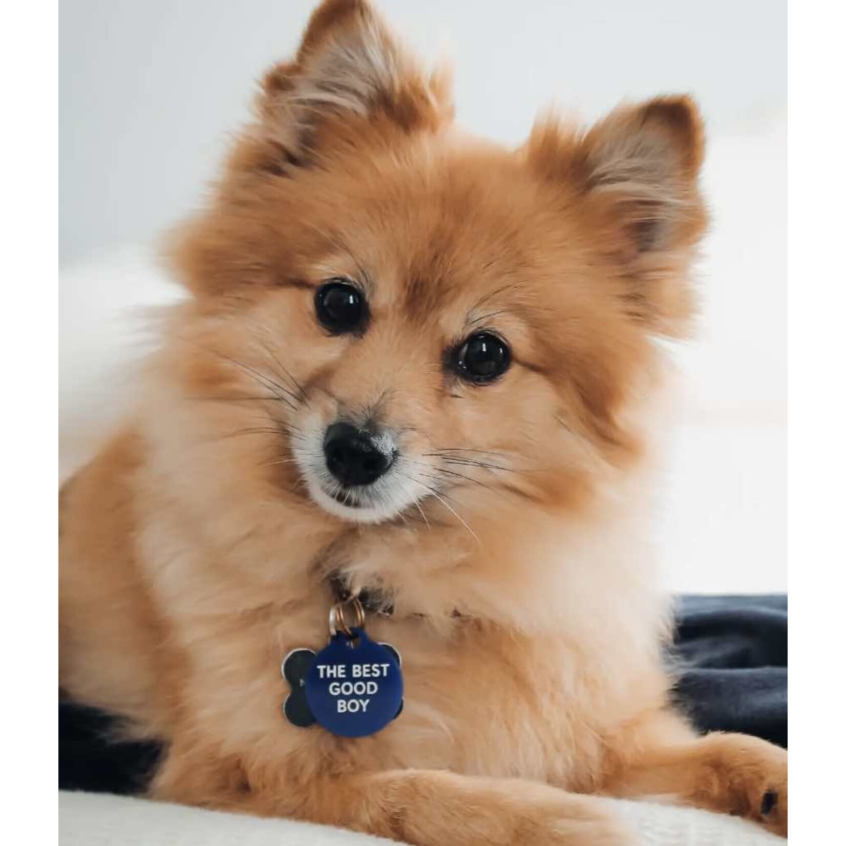 m. lynne designs best good boy pet tag