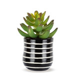 available at m. lynne designs mini stripes succulent