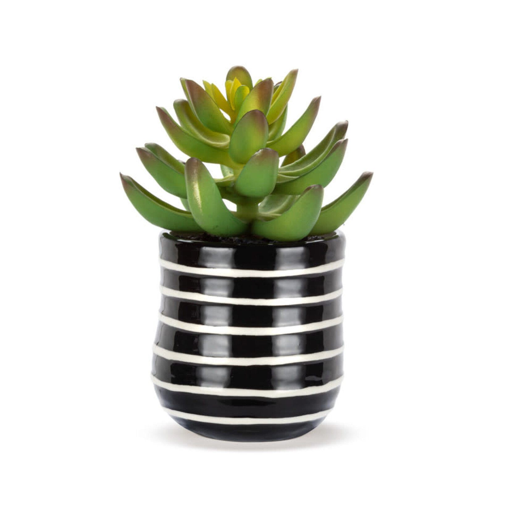 m. lynne designs mini stripes succulent