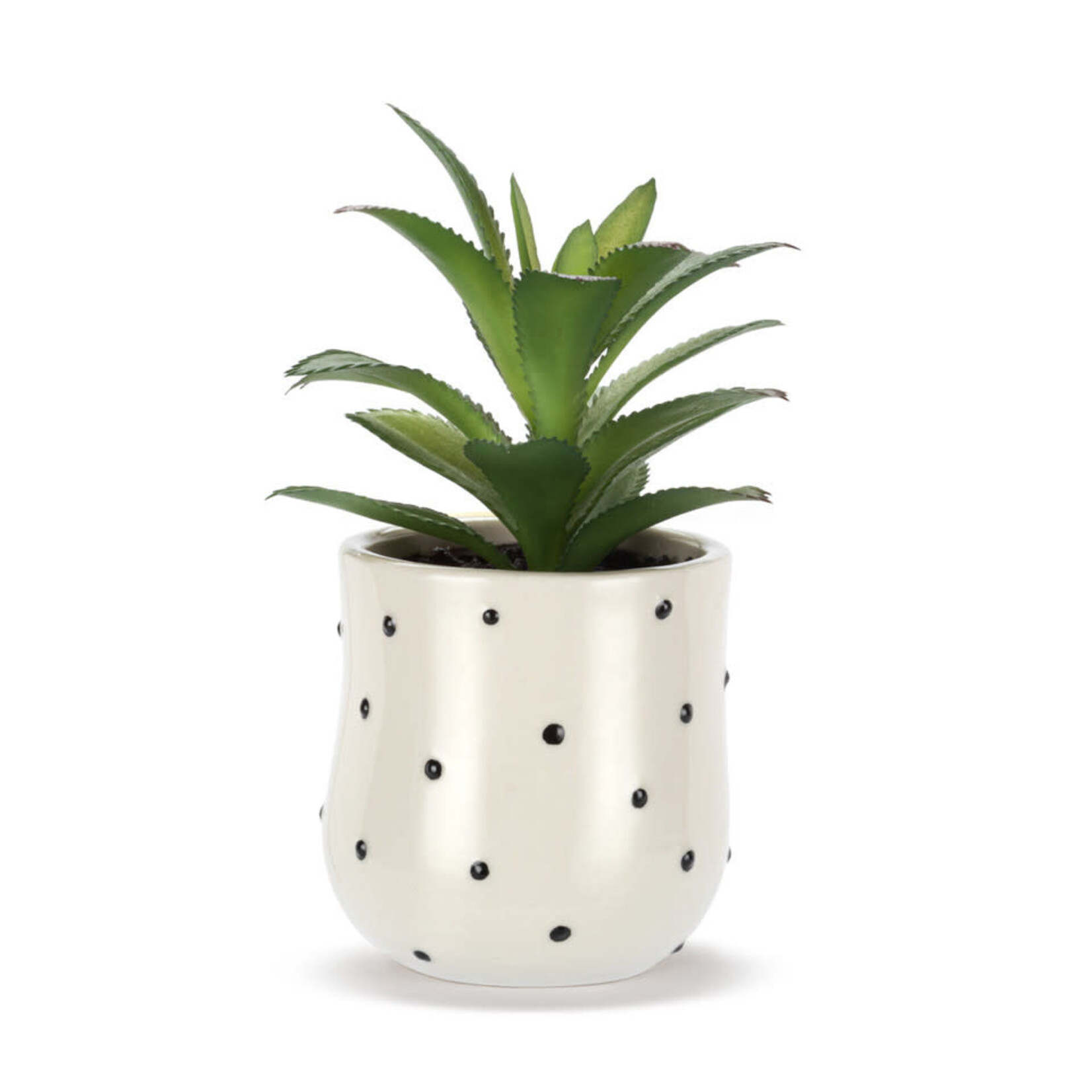 m. lynne designs sun & dots succulent
