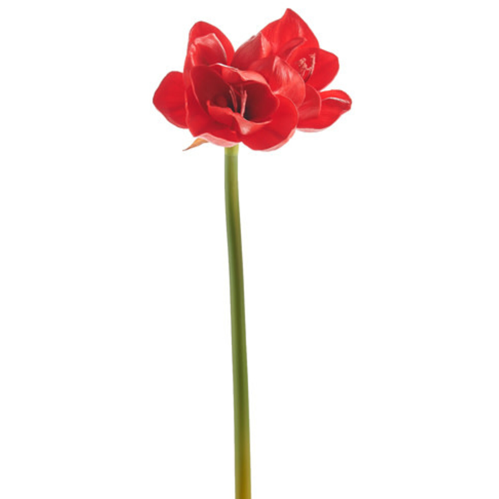 m. lynne designs real touch amaryllis stem