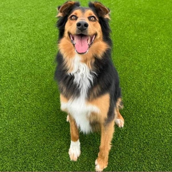 chewy, happiness coordinator